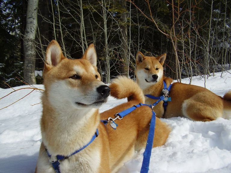 The First Steps You Need To Take In Shiba Inu Training